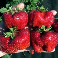 Саженец Клубника садовая Камрад Победитель